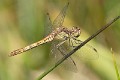 Sympetrum vulgatum female-3